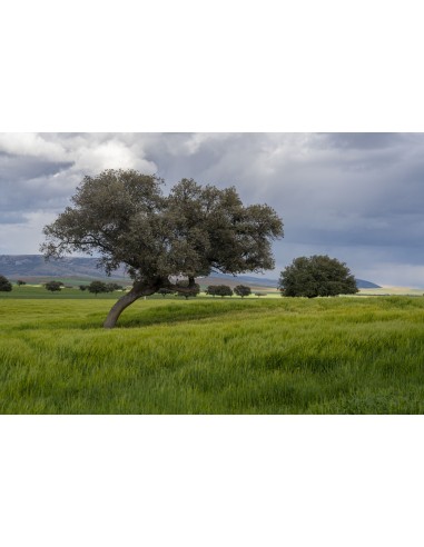 ADIANO Fromage Manchego Artesano vieux d’affinage