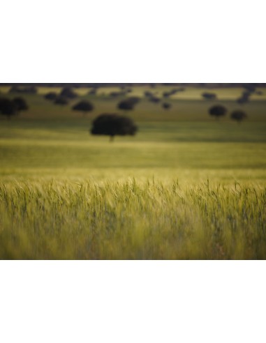 ADIANO Formaggio Manchego Artigiano Stagionato Vecchio 250 g