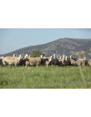 ADIANO Formaggio Manchego Artigiano Stagionato Vecchio 250 g