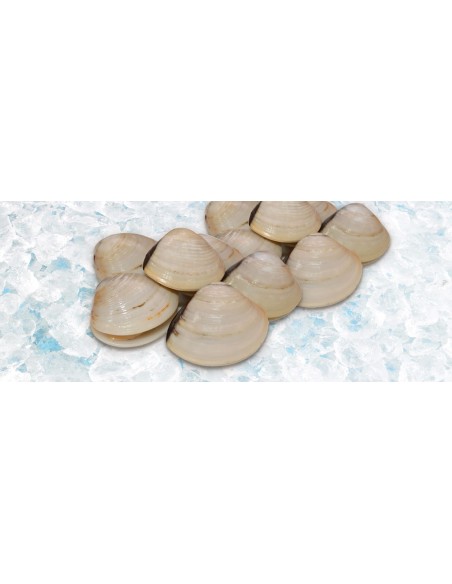 Vongole entière blanc 40-60