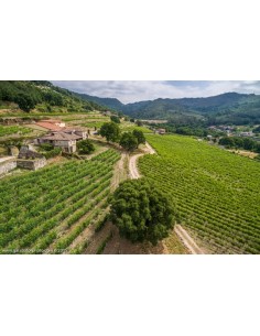 La Viñoa Treixadura 2025 | Vino blanco D.O. Ribeiro | Pazo Casanova | CAHS 2