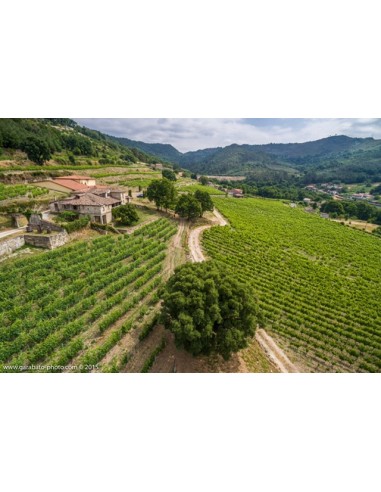 La Viñoa Treixadura 2025 | Vino blanco D.O. Ribeiro | Pazo Casanova | CAHS