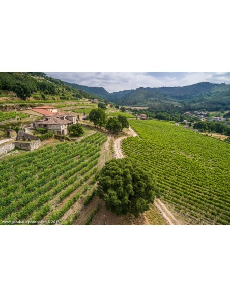 La Viñoa Treixadura 2025 | Weisswein D.O. Ribeiro | Pazo Casanova | CAHS Schweiz
