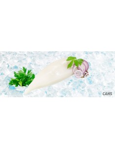 Tube de calamar U-5