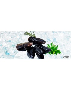 Muscheln ganz gekocht eigenen Saft gefroren 40-50