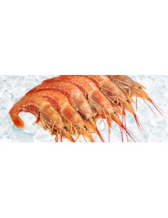 Langostino Austral ganz mit Kopf 10-20
