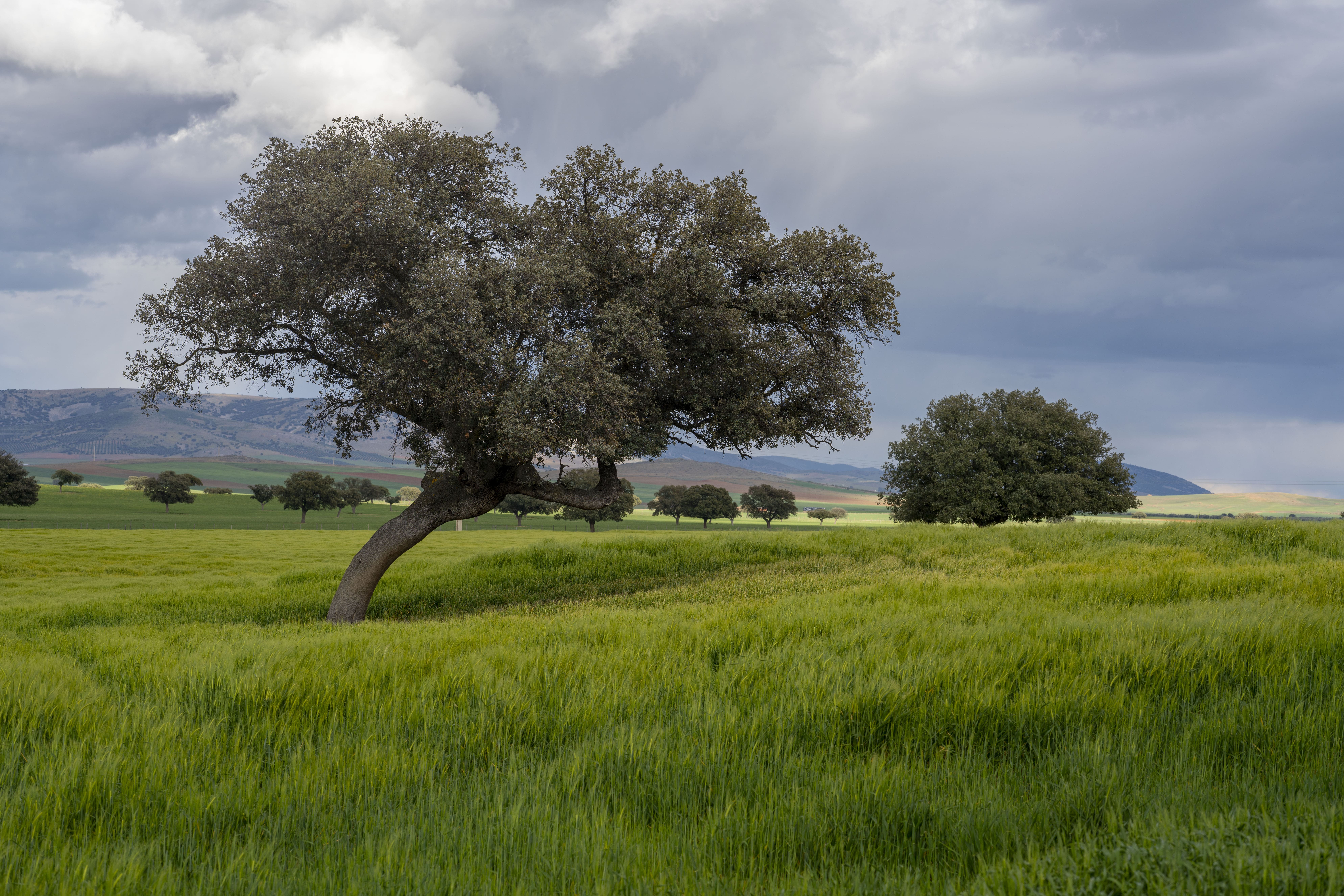 Llum de Sal - Mallorca